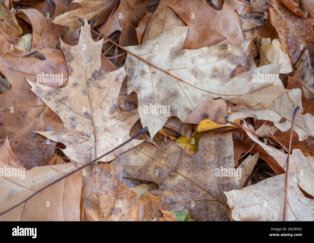 beautiful  leaves in the forest Stock Photo
