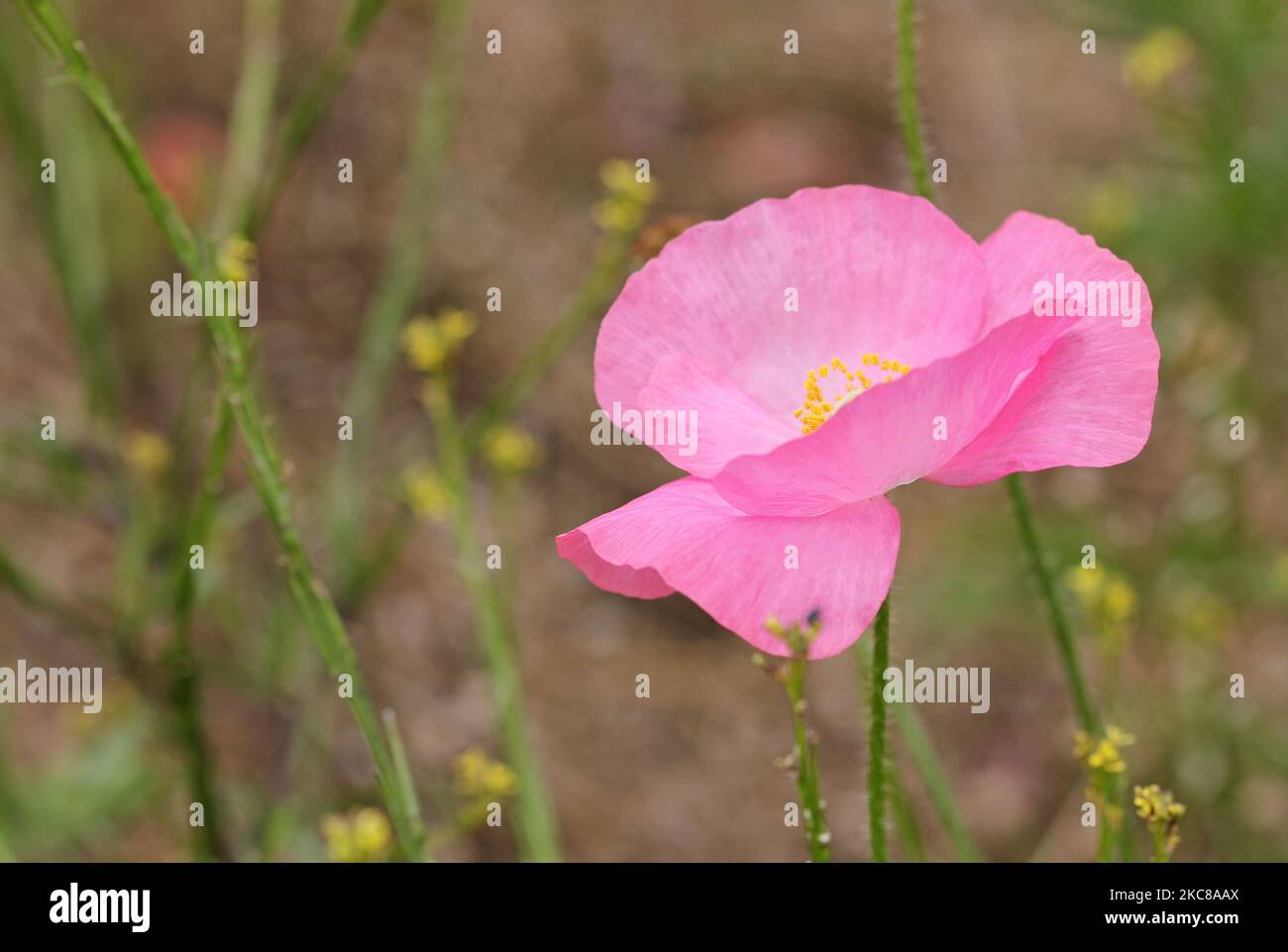 Pink poppy close up Stock Photo