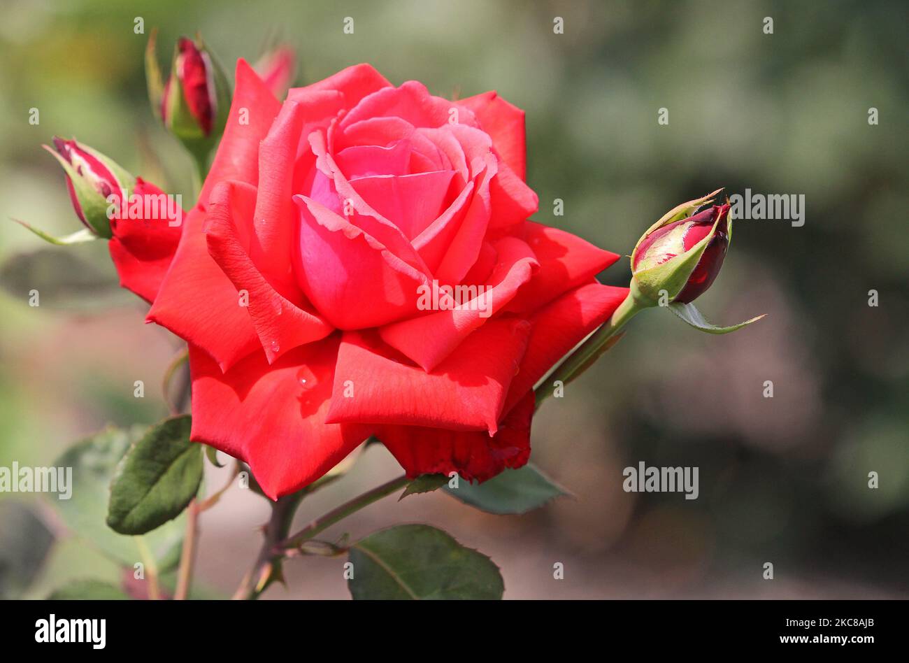 Love rose hi-res stock photography and images - Alamy