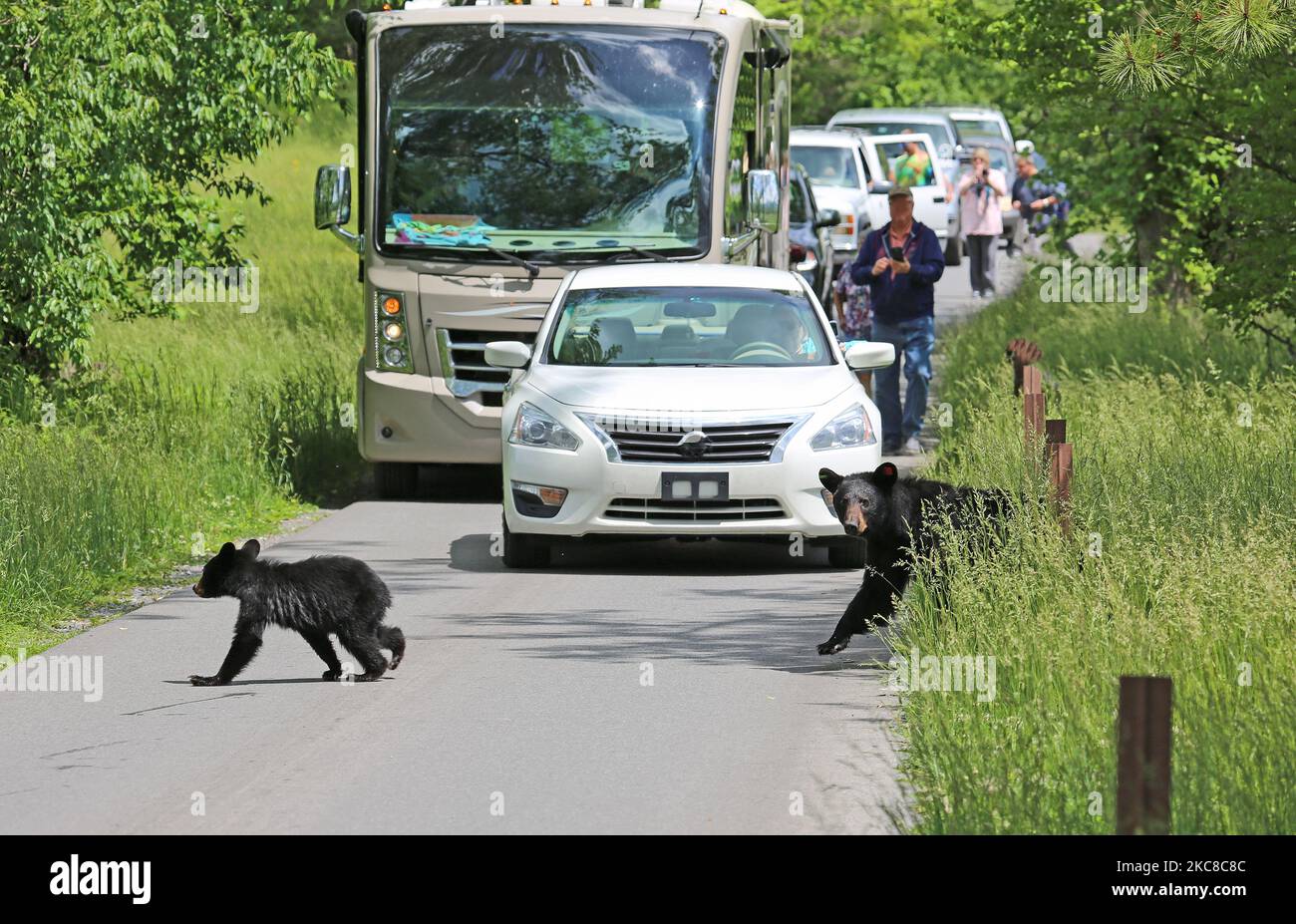 Bear traffic Tennessee Stock Photo Alamy