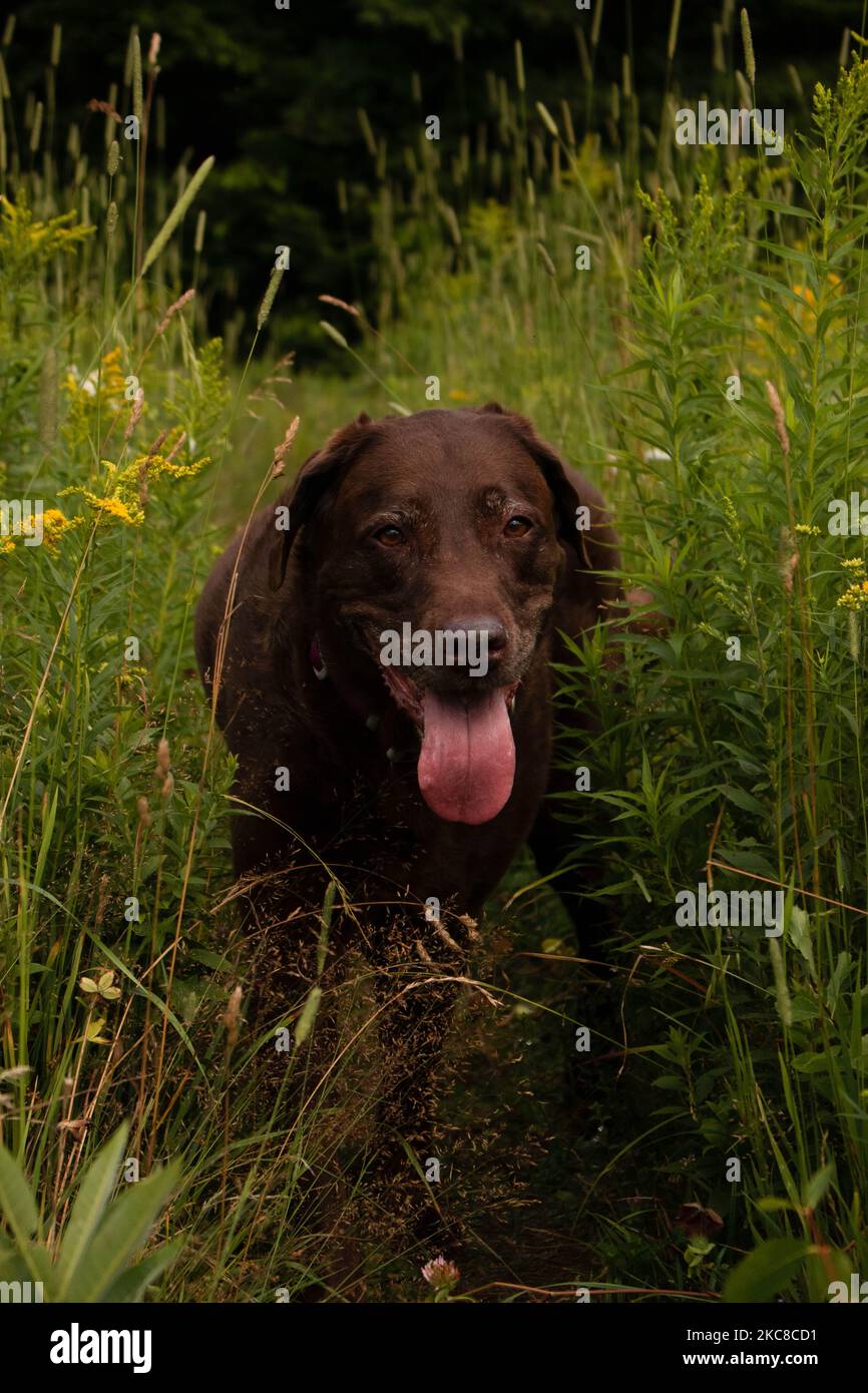 Labrador retriever canis lupus familiaris hi-res stock photography and ...