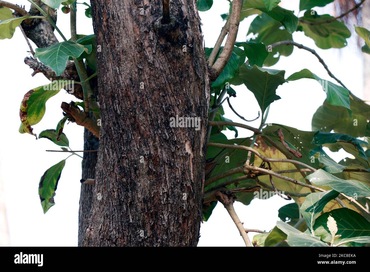 teak tree, expensive and solid forest wood plantation Stock Photo - Alamy