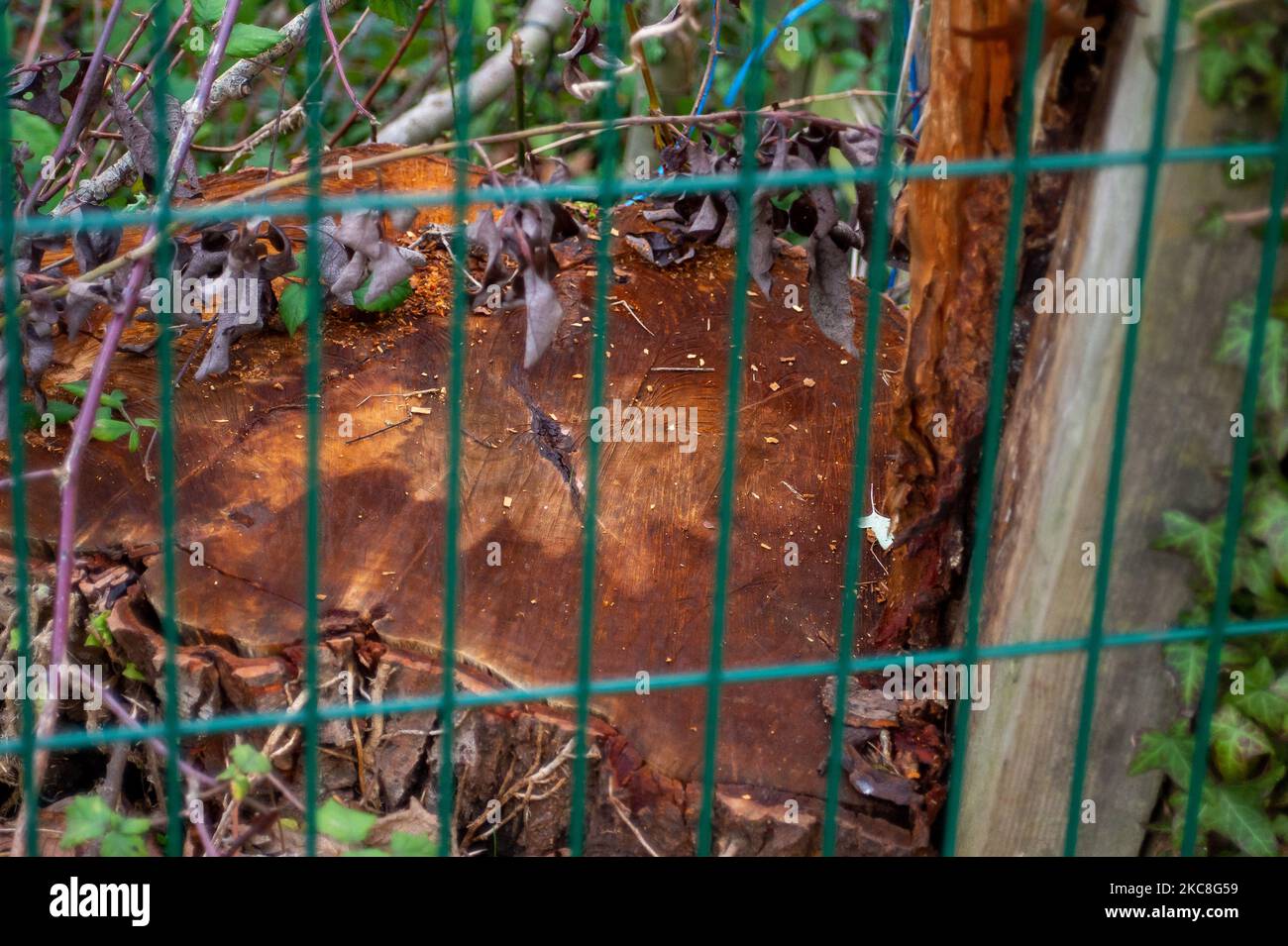 Wendover, Buckinghamshire, UK. 4th November, 2022. Trees felled by HS2