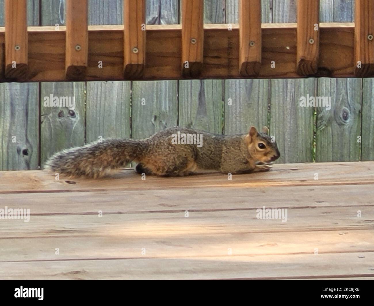 A view of a brown squirrel lying on its tummy with wooden exterior decors around it Stock Photo