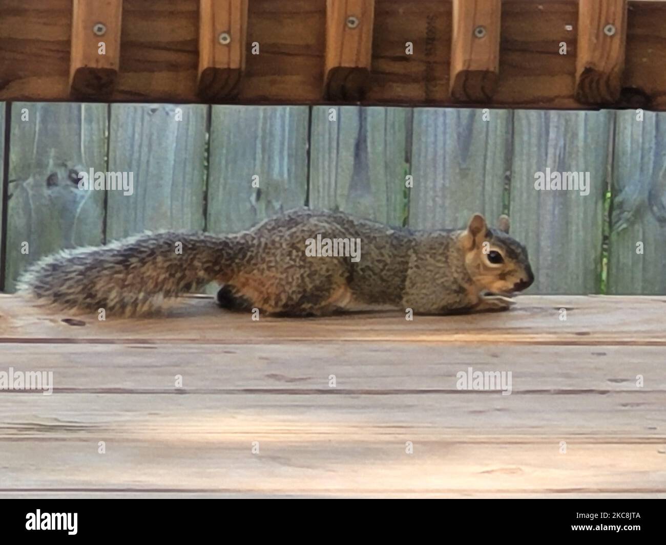 A view of a brown squirrel lying on its tummy with wooden exterior decors around it Stock Photo