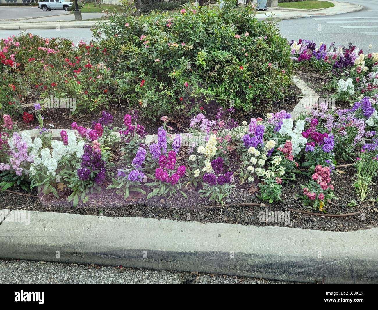 A view of a flower field with colorful gillyflowers in a street