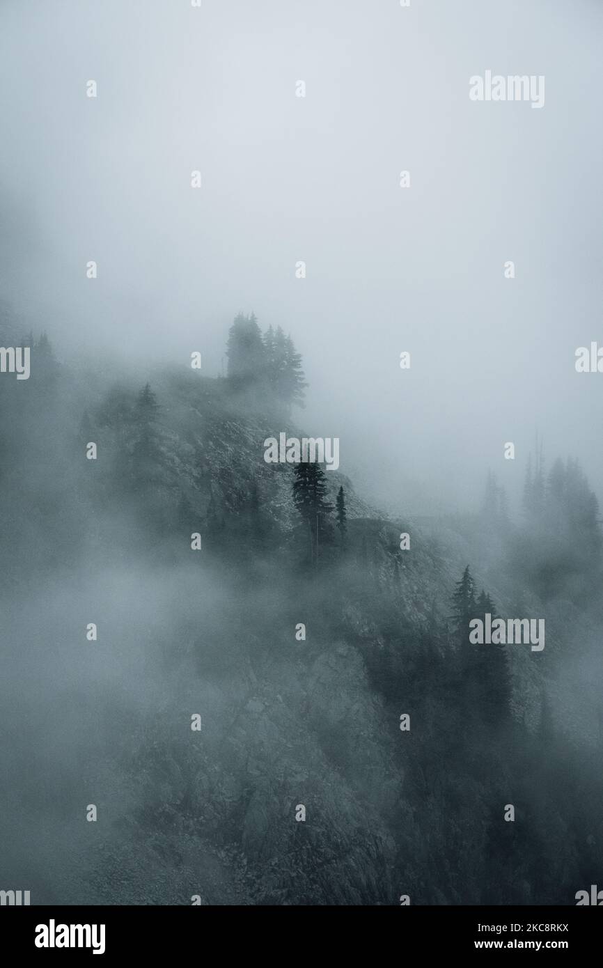 An aerial view of a misty forest with tall dark trees Stock Photo - Alamy