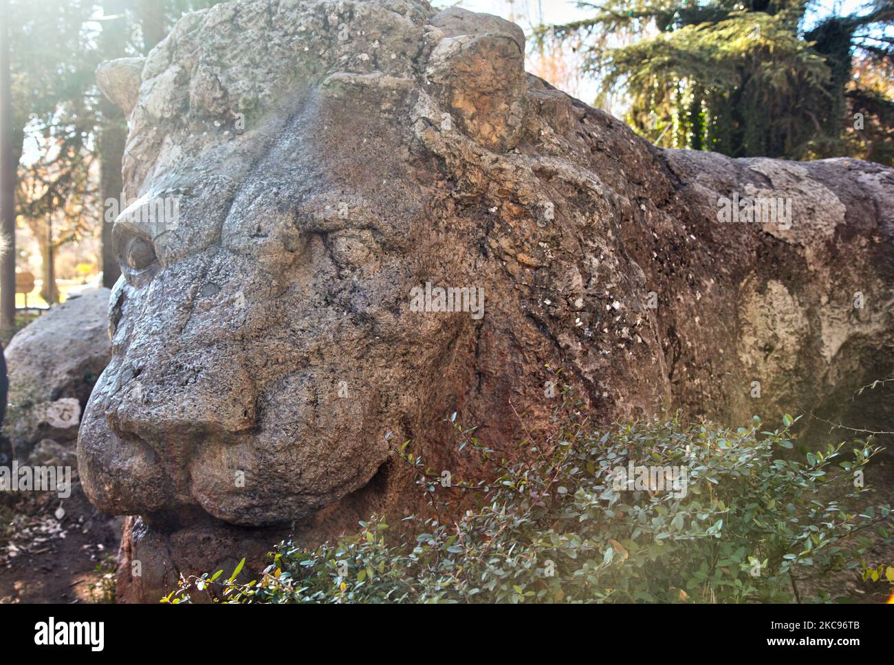 Lion statue at the Parc La Prairie in Ifrane, Morocco, Africa. The lion statue was carved in 1930 and measures 7 meters long 1.5 meters wide and 2 meters high. (Photo by Creative Touch Imaging Ltd./NurPhoto) Stock Photo