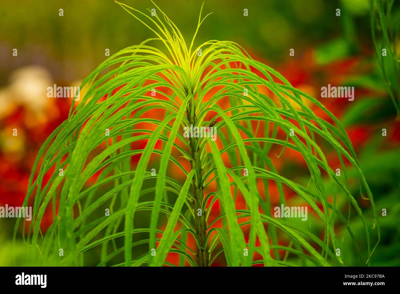 A closeup shot of green Lagarosiphon plant in a park Stock Photo
