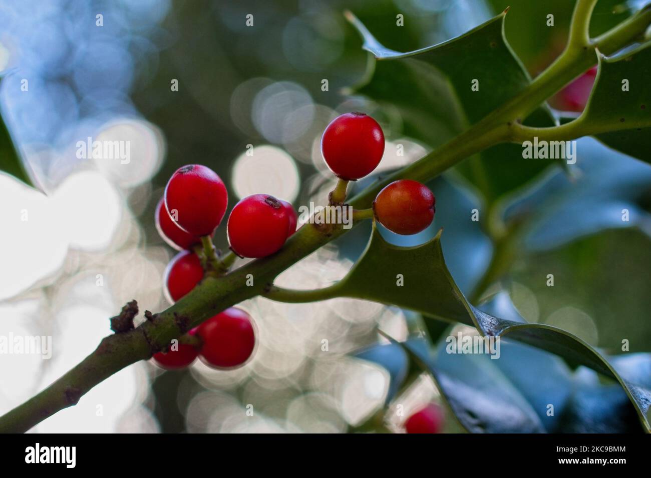 A photo of ripen mistletoe berries. Stock Photo
