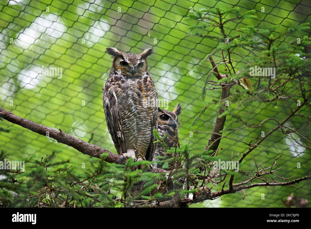 Great horned owl Stock Photo Alamy