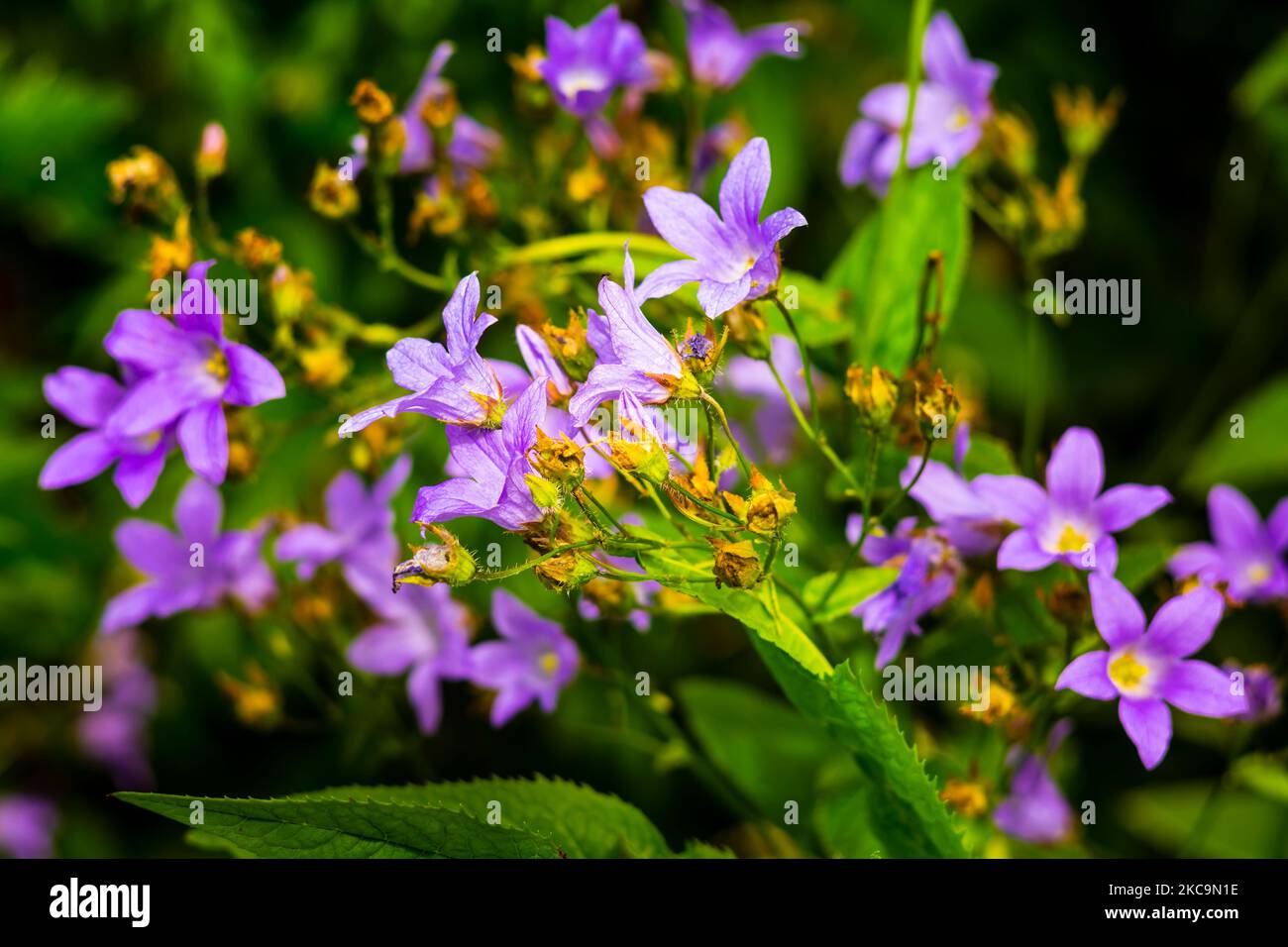 The beautiful spreading bellflowers on a natural blurred background Stock Photo