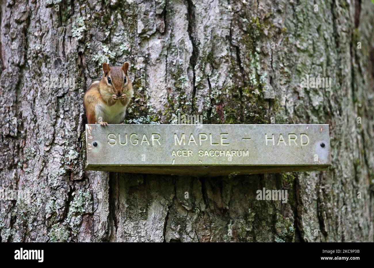 Tree's name plate with the Chipmunk Stock Photo