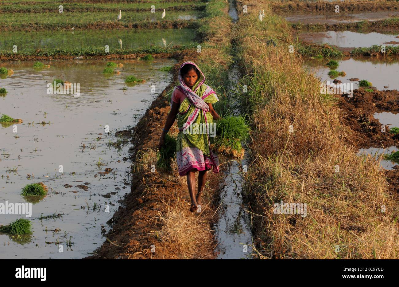Eastern Laborers Daily wage women laborers are seen at the OUAT (Odisha University of ...