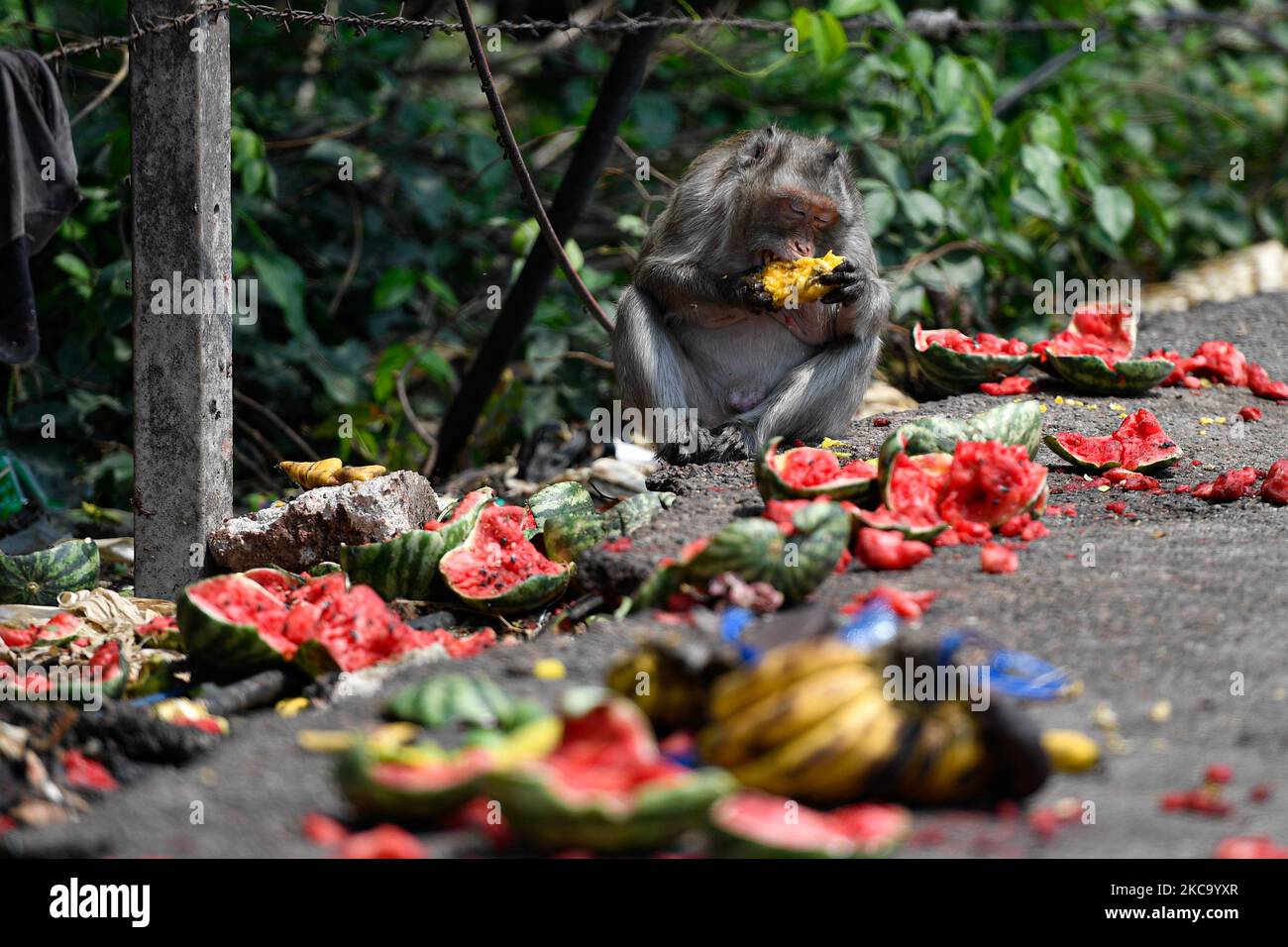 A long-tailed macaque eats fruits on side road in Bangkok on February 25, 2021 in Bangkok, Thailand. (Photo by Vachira Vachira/NurPhoto) Stock Photo