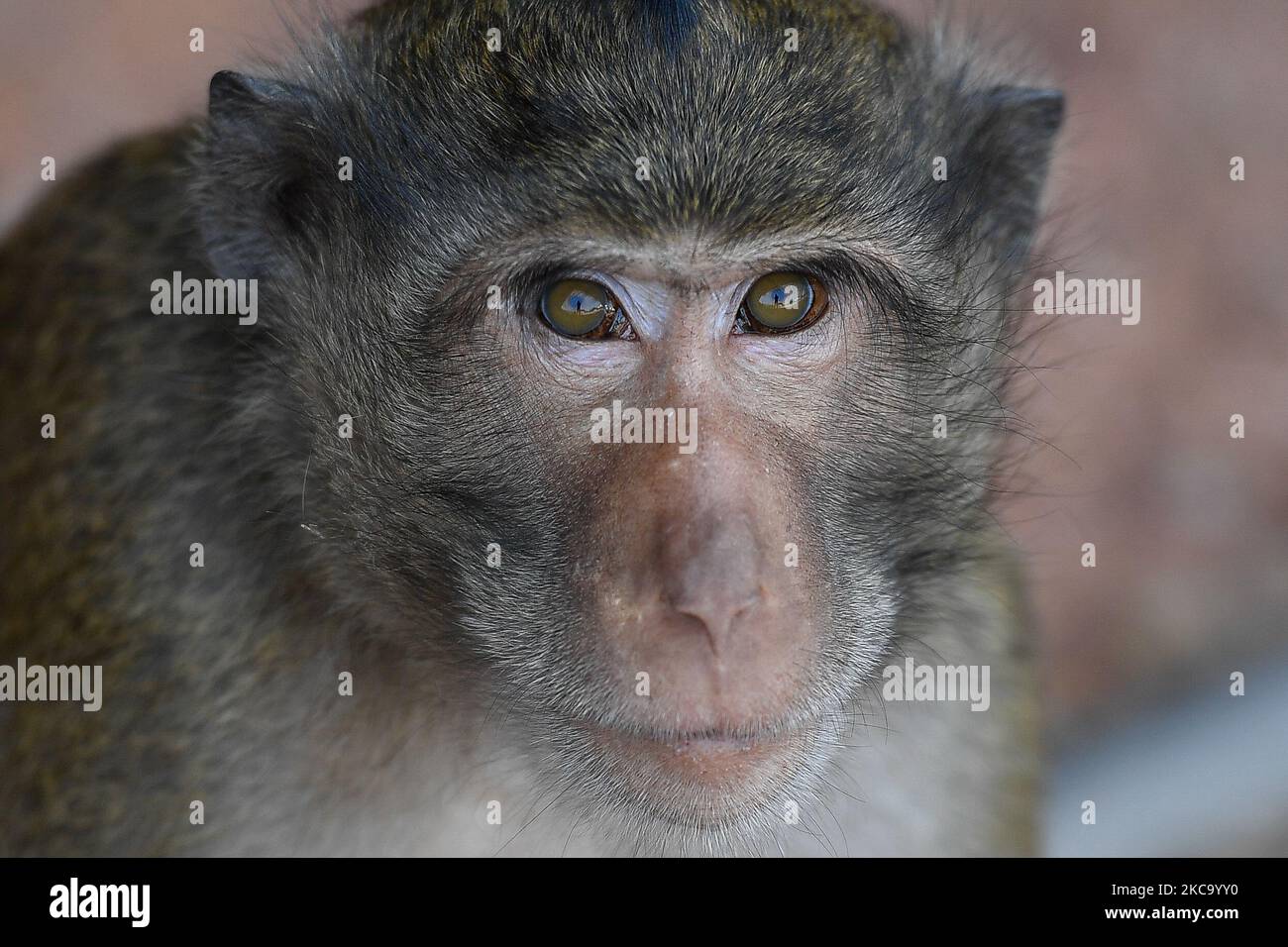 A long-tailed macaque is seen on the side road in Bangkok on February 25, 2021 in Bangkok, Thailand. (Photo by Vachira Vachira/NurPhoto) Stock Photo