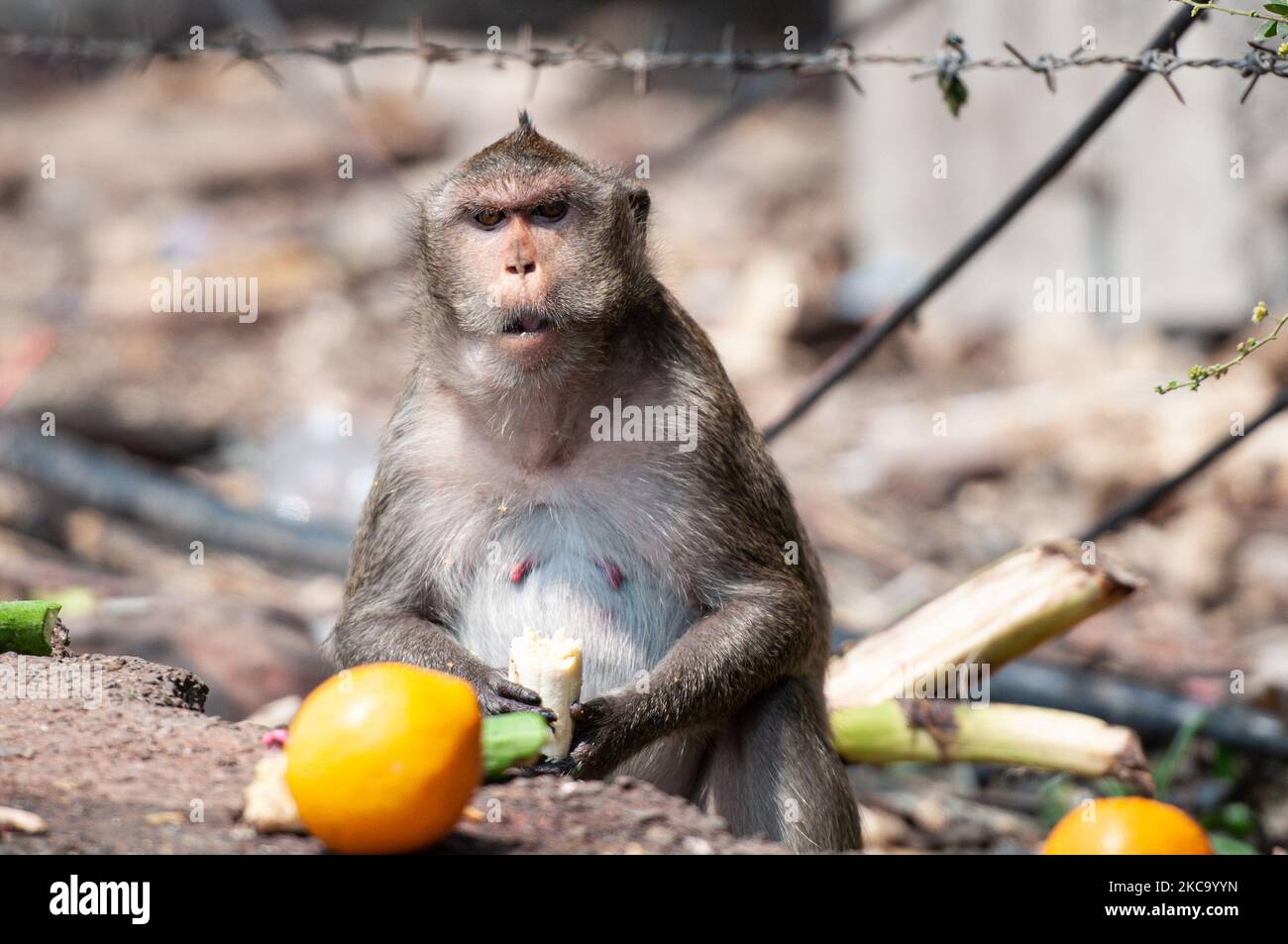 A long-tailed macaque eats fruits on side road in Bangkok on February 25, 2021 in Bangkok, Thailand. (Photo by Vachira Vachira/NurPhoto) Stock Photo