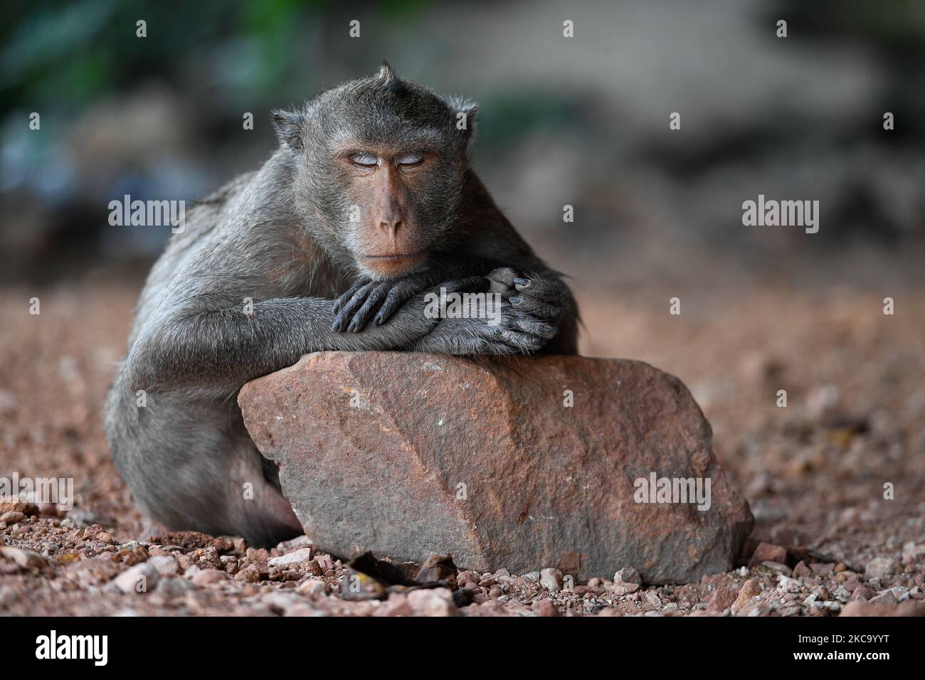 Vachira Vachira Hi res Stock Photography And Images Alamy vachira-vachira-hi-res-stock-photography-and-images-alamy