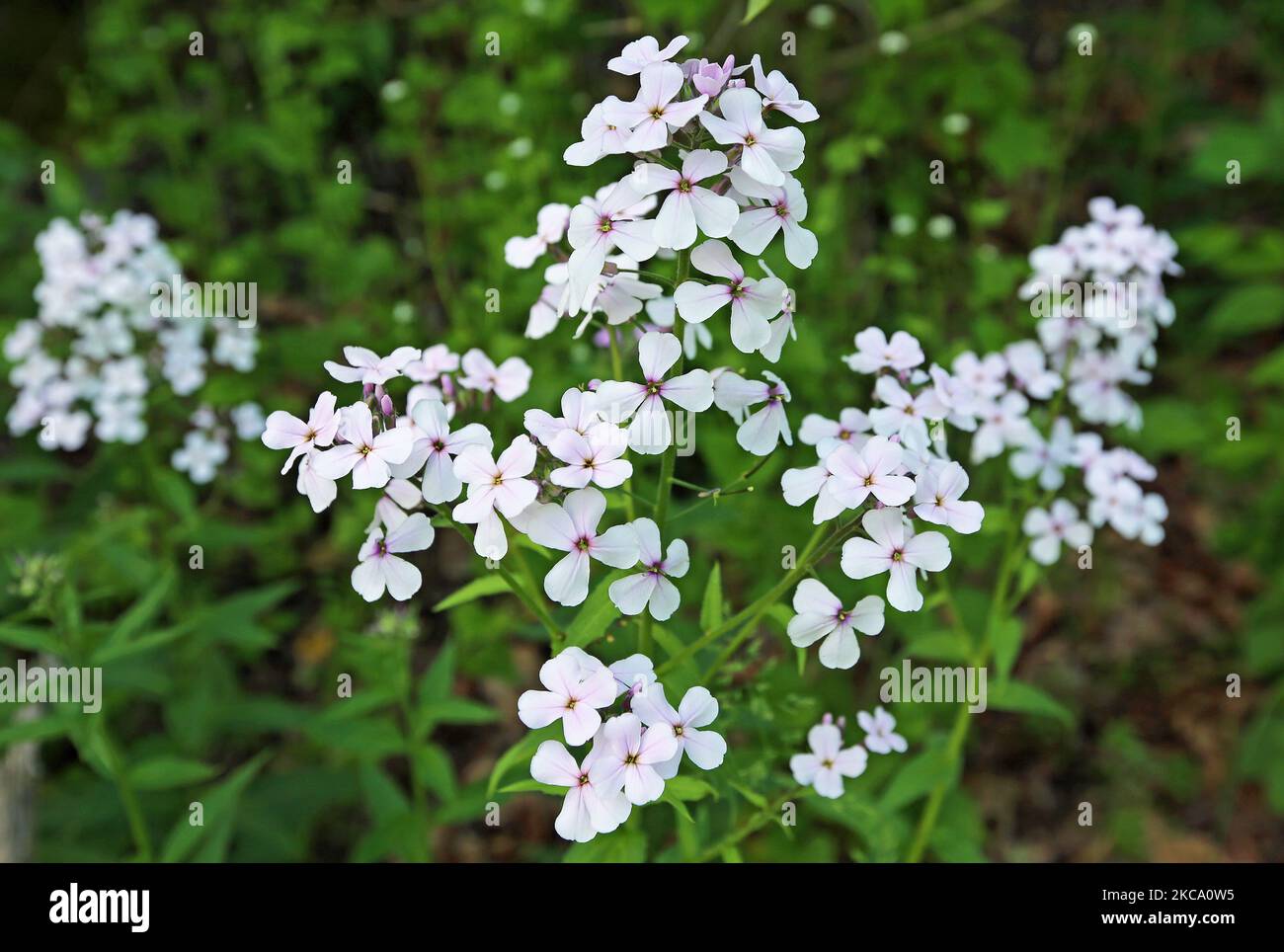 White Phlox flowers West Virginia Stock Photo Alamy