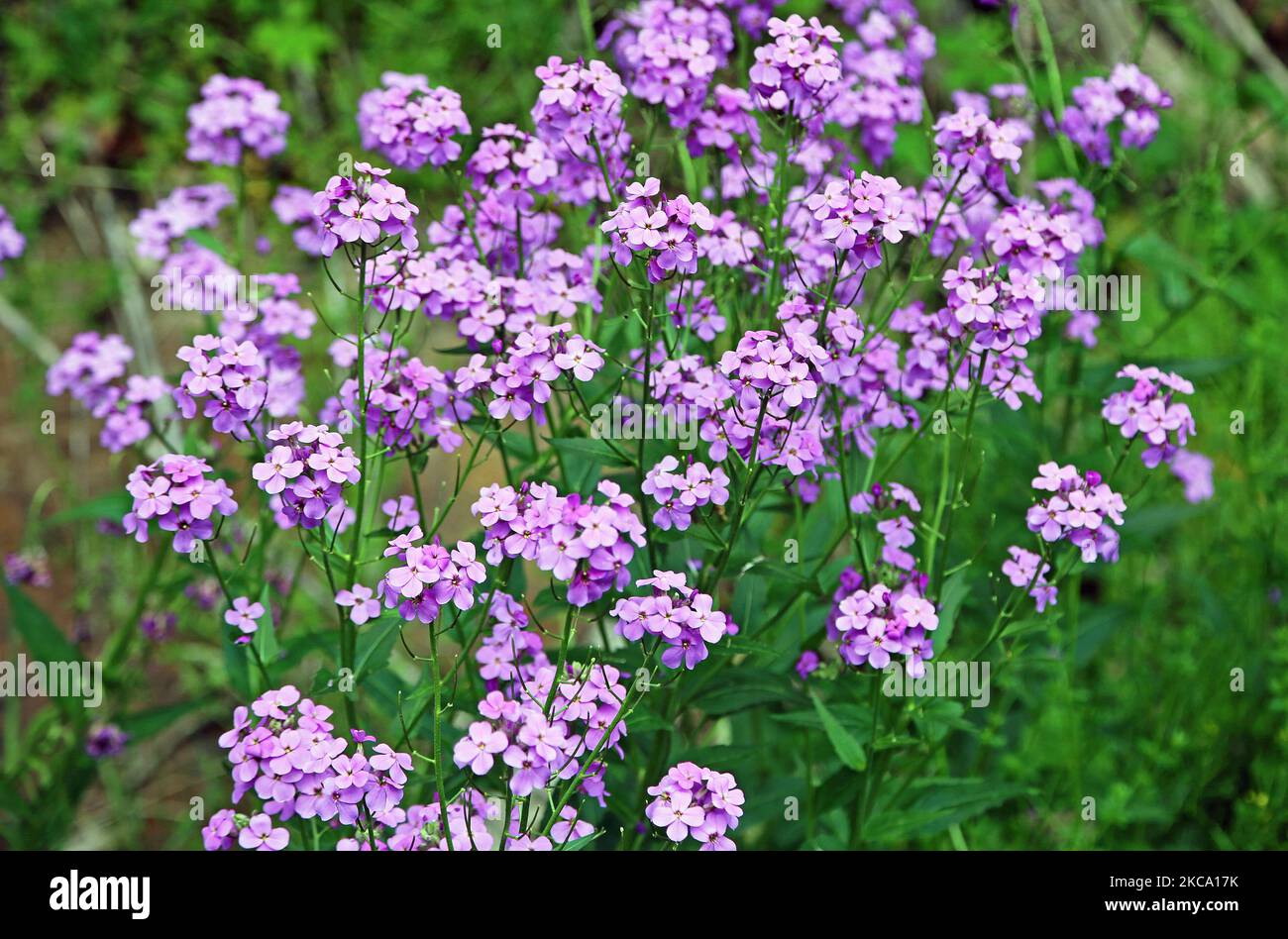 Phlox flowers West Virginia Stock Photo Alamy