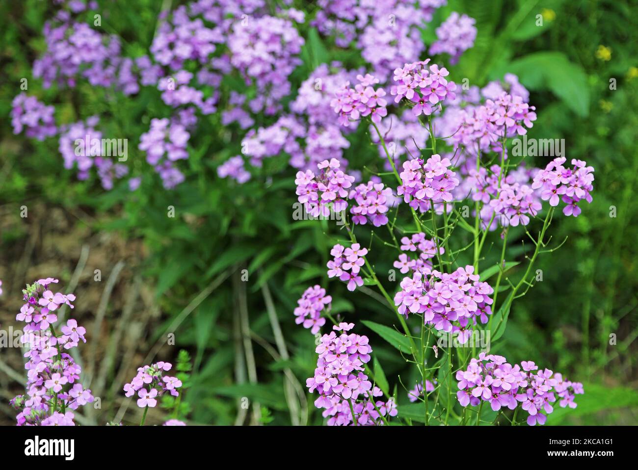Wild Phlox flowers West Virginia Stock Photo Alamy
