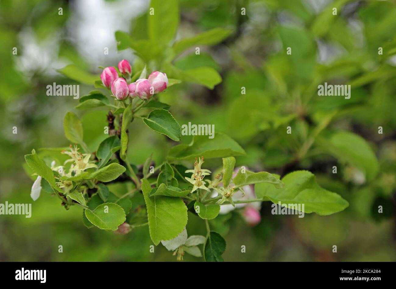 Virginia Apple Tree Apple tree blossom - West Virginia Stock Photo - Alamy