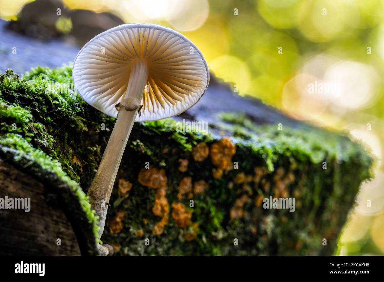 Backlit mushroom or fungus on a tree stump in autumn, close up Stock Photo