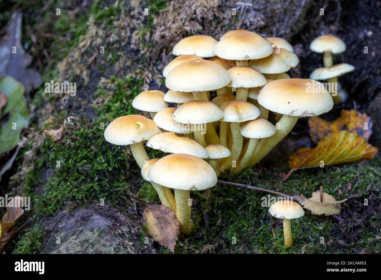 Mushrooms or toadstools on a tree stump in autumn, close up Stock Photo
