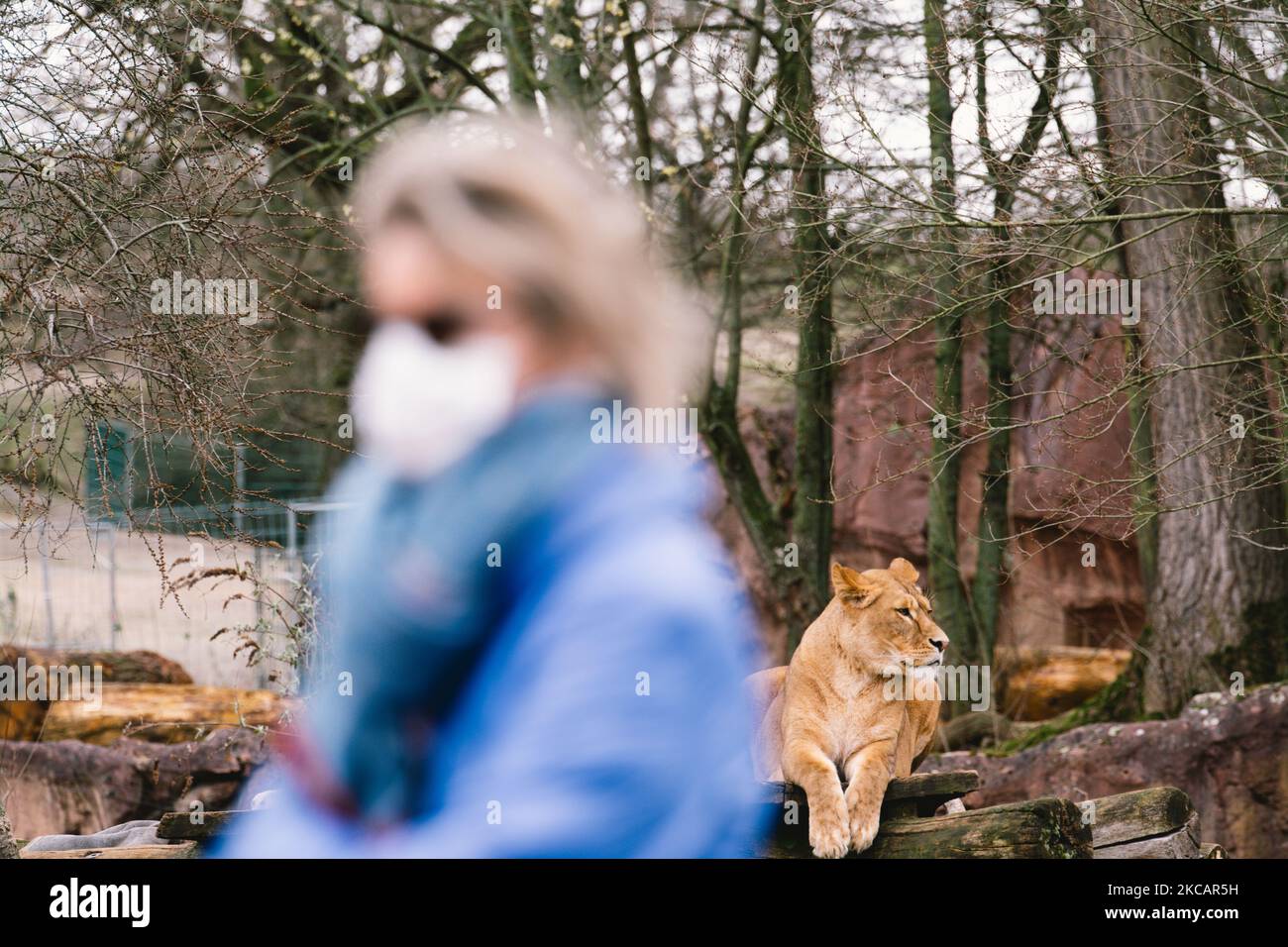 people visit Zoom Erlebniswelt zoo in Gelsenkirchen, Germany on March 12, 2021 as zoos in German allow reopen under strict hygiene rule. (Photo by Ying Tang/NurPhoto) Stock Photo