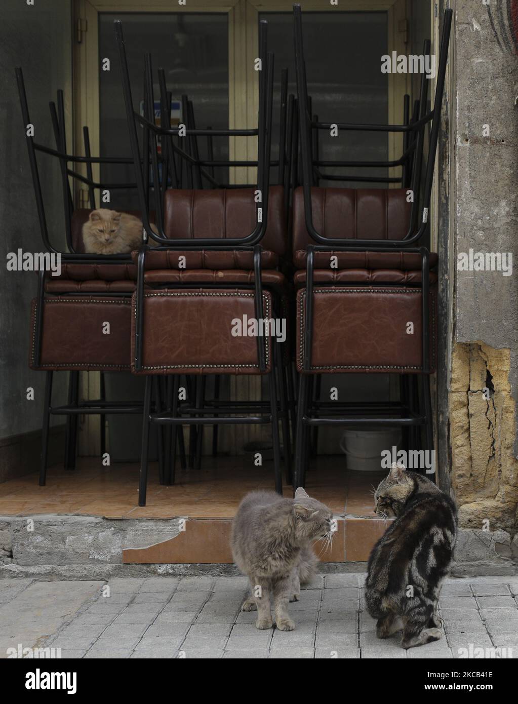 Two cats fight near folded chairs in a closed cafe in Nicosia. Cyprus, Thursday, March 18, 2021. Bars, restaurants and cafes reopened on Tuesday after three months of closure due to the coronavirus pandemic, but many were unable to reopen due to financial difficulties. (Photo by Danil Shamkin/NurPhoto) Stock Photo
