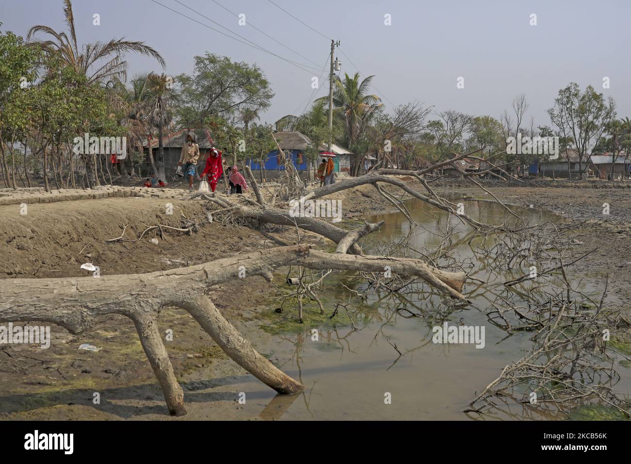 Salinity effect seen in soil as a result trees has died after Cyclone amphan hit in Satkhira, Bangladesh on March 19, 2021. Deep cracks seen in a field as rise of sea-level causes deep cracks by leaving salt on ground after evaporation. (Photo by Kazi Salahuddin Razu/NurPhoto) Stock Photo