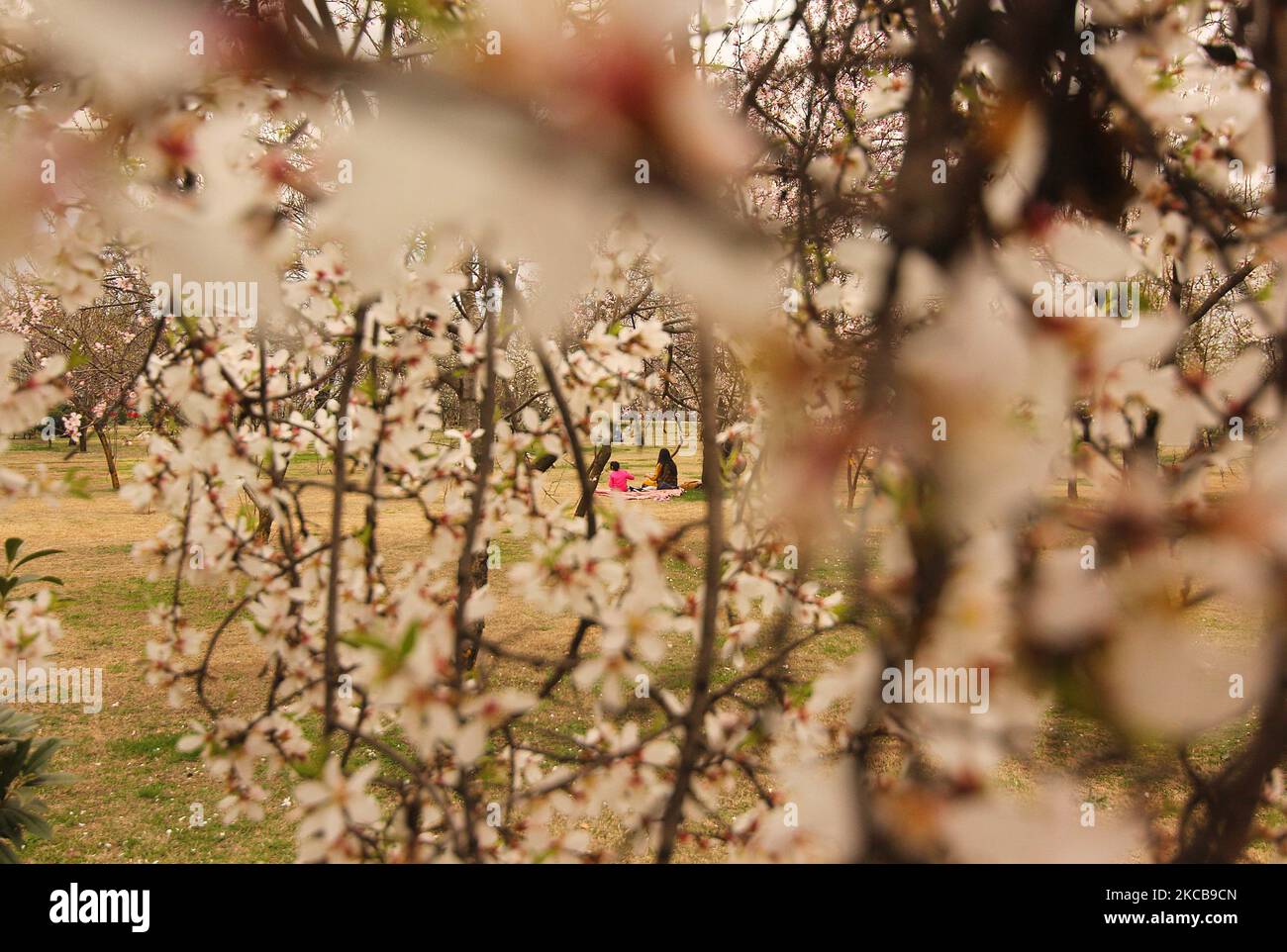SRINAGAR, KASHMIR, INDIA-MARCH 21: With the onset of Spring season a family rests inside the full bloomed almond garden 'Badam Waer' on the occasion of Nowroz in Srinagar,Kashmir on March 21, 2021. (Photo by Faisal Khan/NurPhoto) Stock Photo