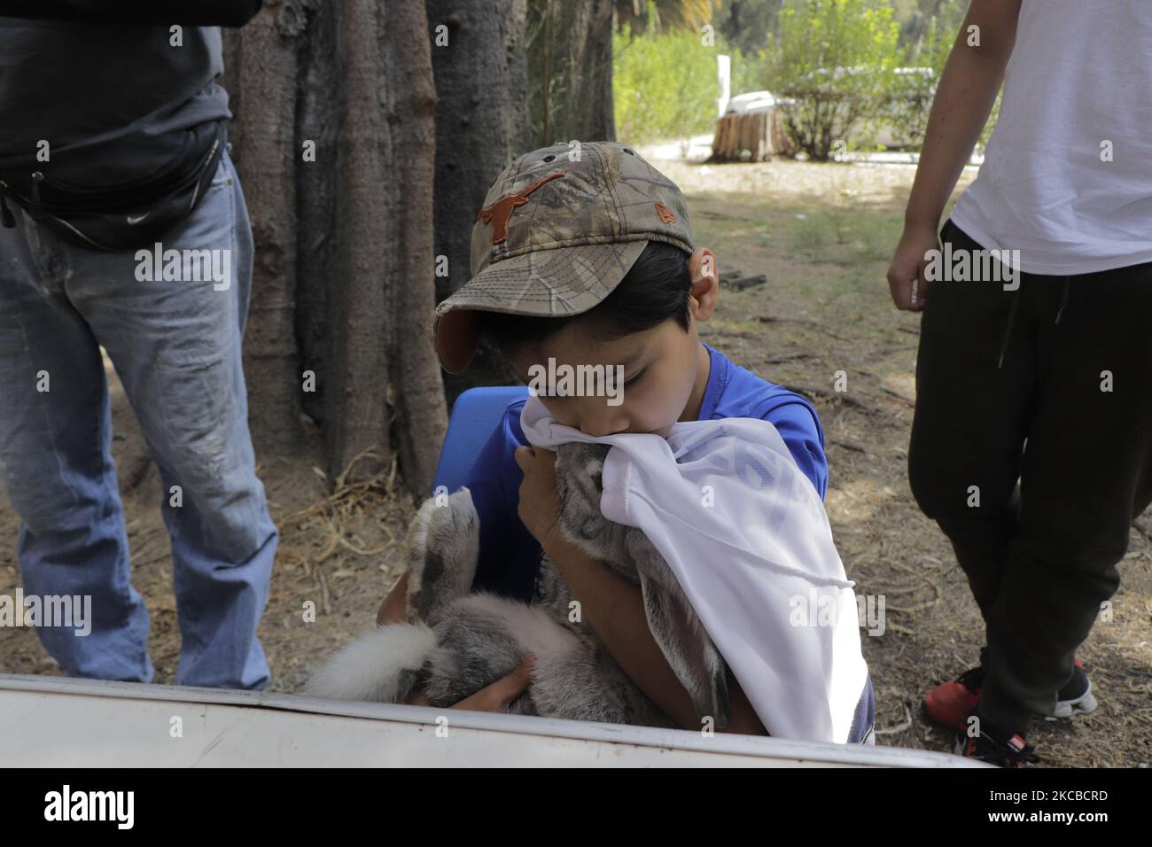 A boy holds his rabbit prior to the application of the VEHC-T2 biologic ...