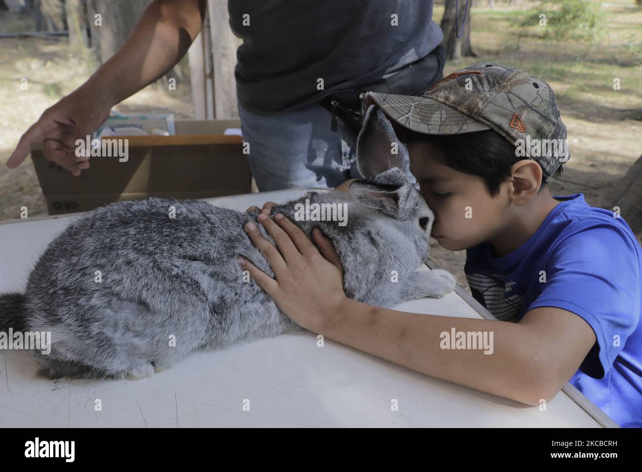 A boy pets his rabbit after the application of the VEHC-T2 biologic ...