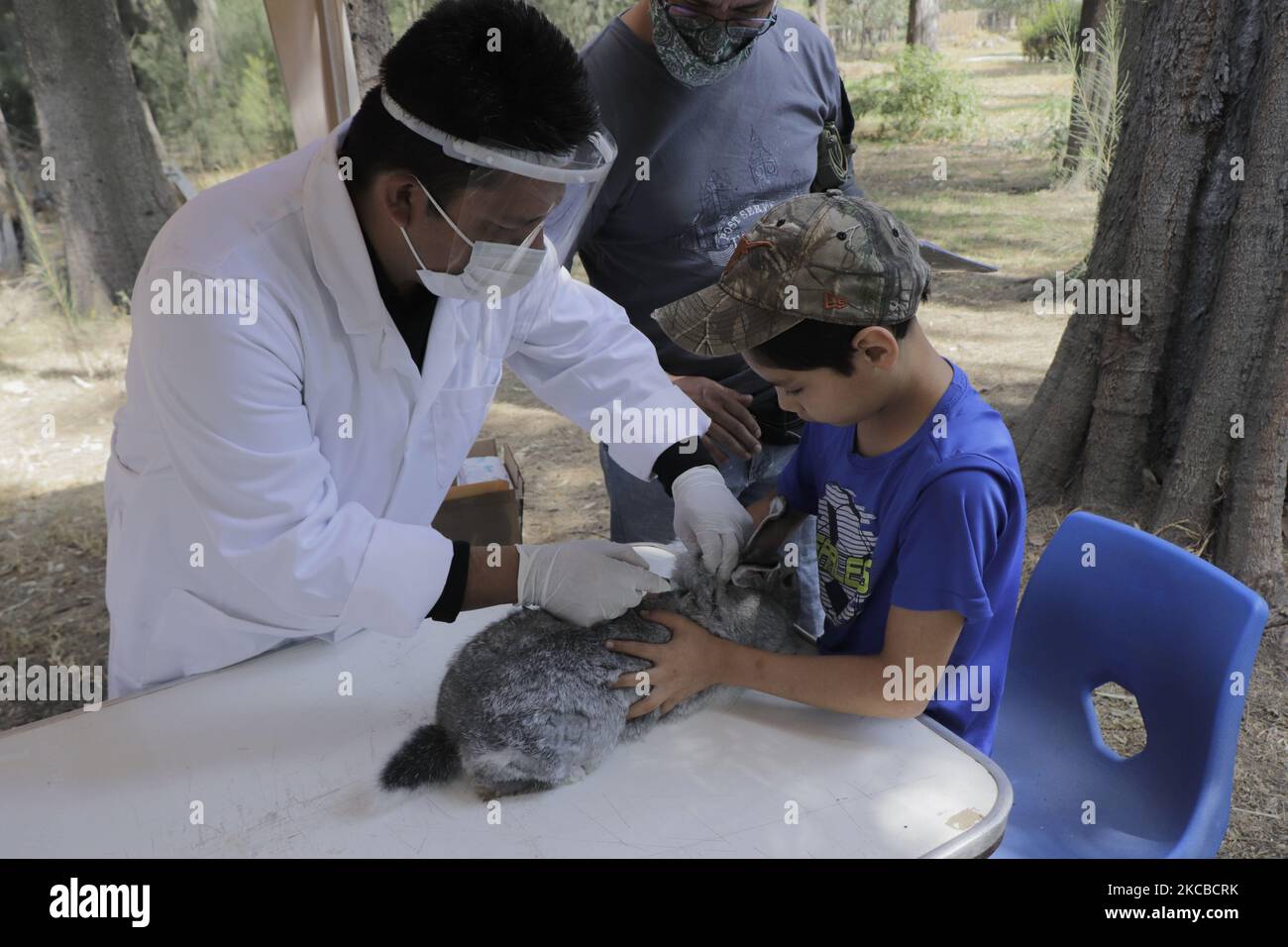 A veterinarian applies the VEHCT2 biologic to rabbits and hares