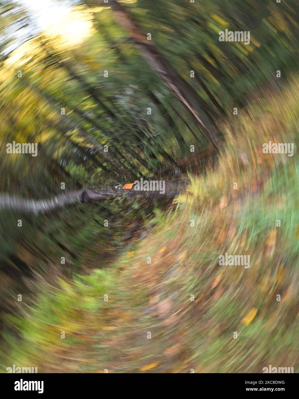 Abstract landscape of swirling trees Stock Photo - Alamy