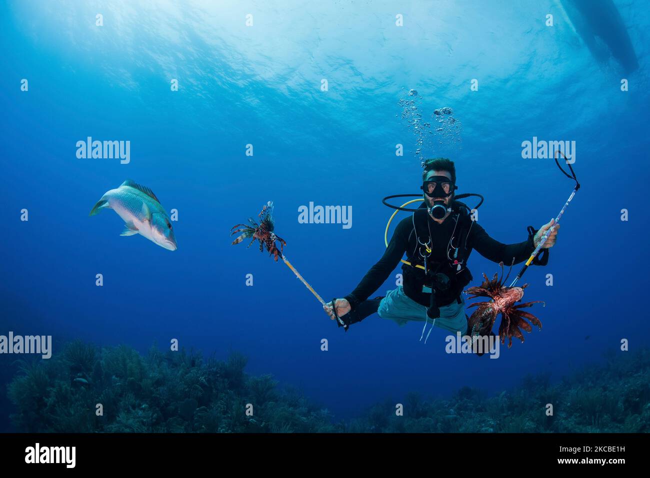 Diver spearing invasive lionfish in the Cayman Islands. Stock Photo