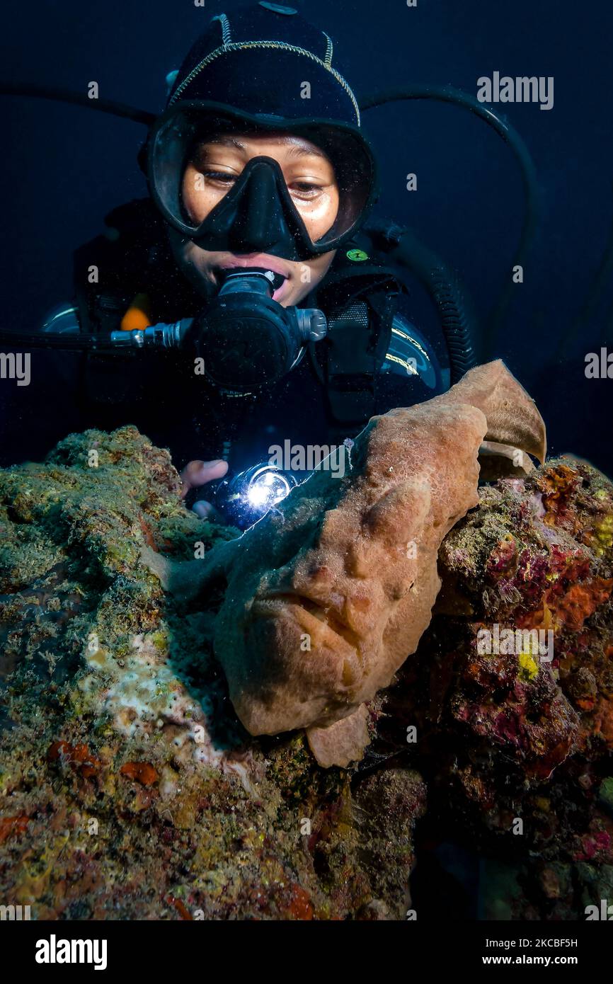 Scuba diver with a giant frogfish, Cebu, Philippines. Stock Photo