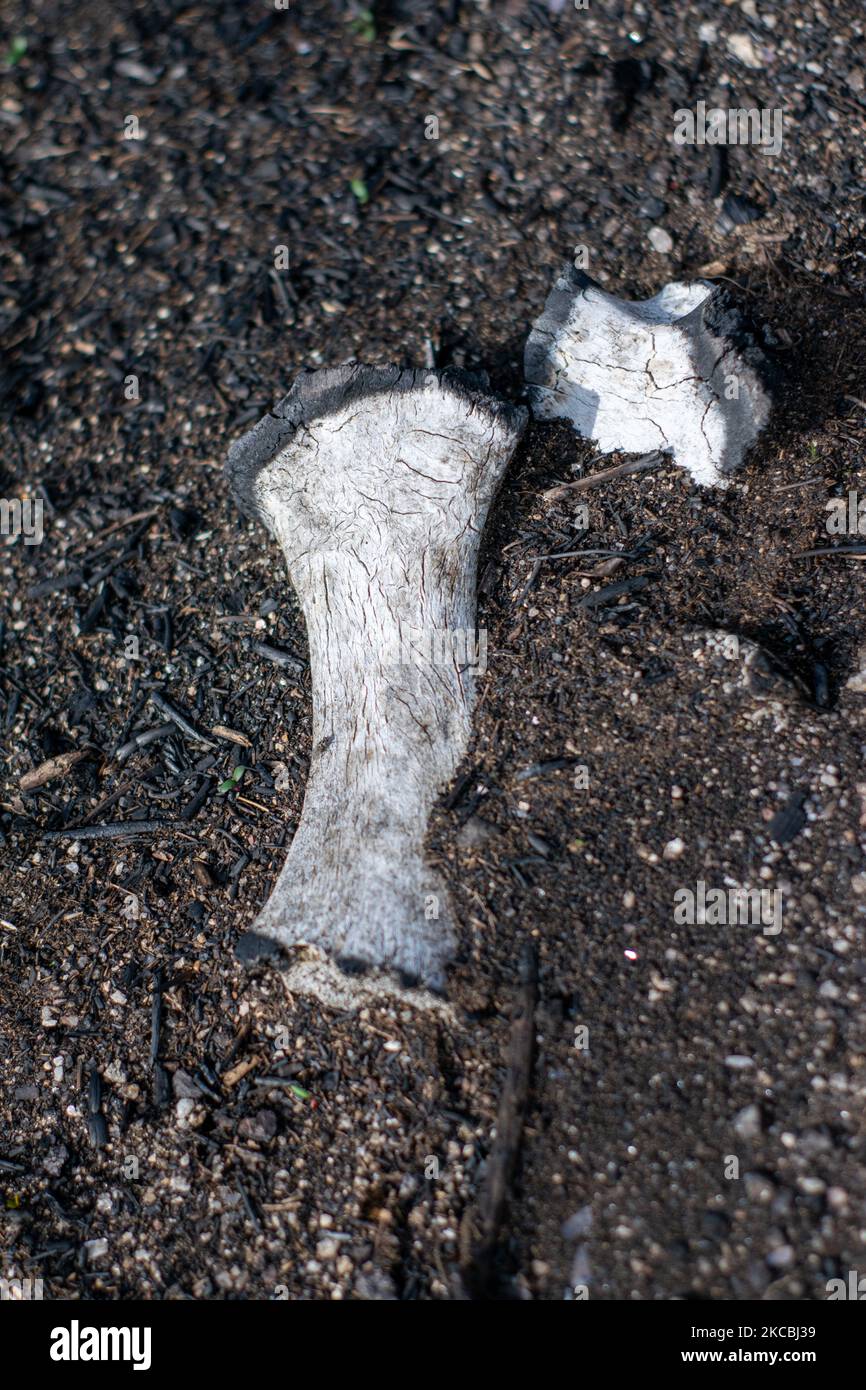 Burned animal bones founded after a wildfire on the mountains. Wildfires consequences on wildlife. Stock Photo