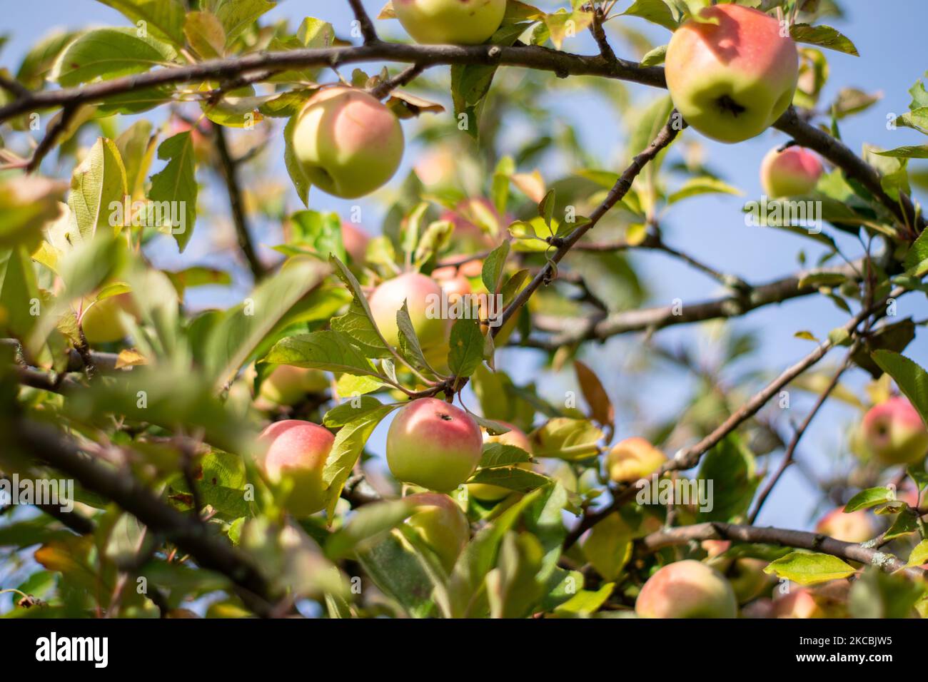 Natural Apples without chemicals or treatments Stock Photo