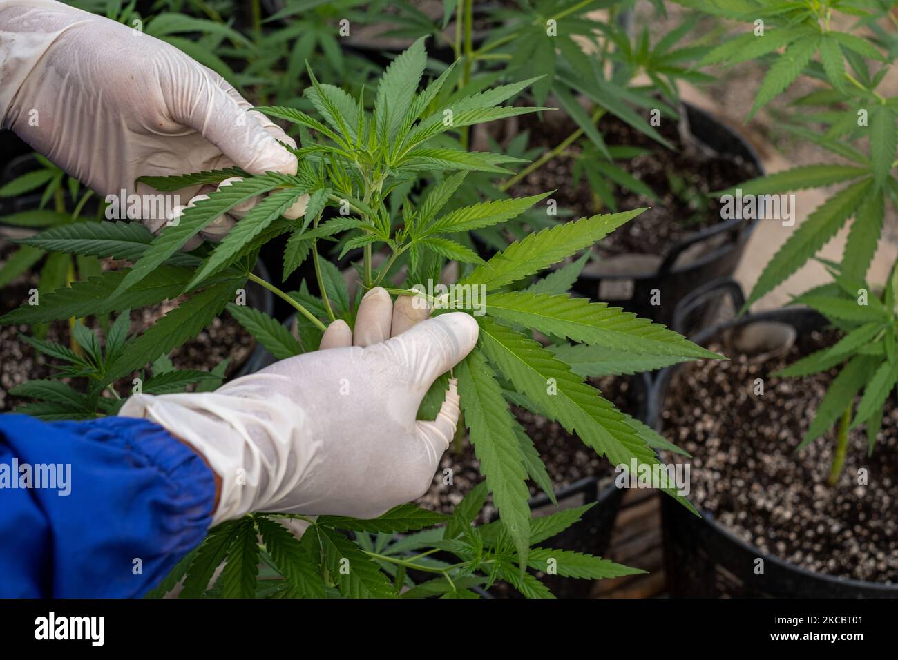 A marijuana plant on March 26, 2021 in Bangkok, Thailand. Cannabis is grown at this social enterprise under supervision of the Thai government. Thailand is moving to legalize cannabis and its derivates in the hope of becoming a global hub for medical marijuana. The government is now those who apply to grow the crop, provided they comply with FDA regulations. (Photo by Thomas De Cian/NurPhoto) Stock Photo