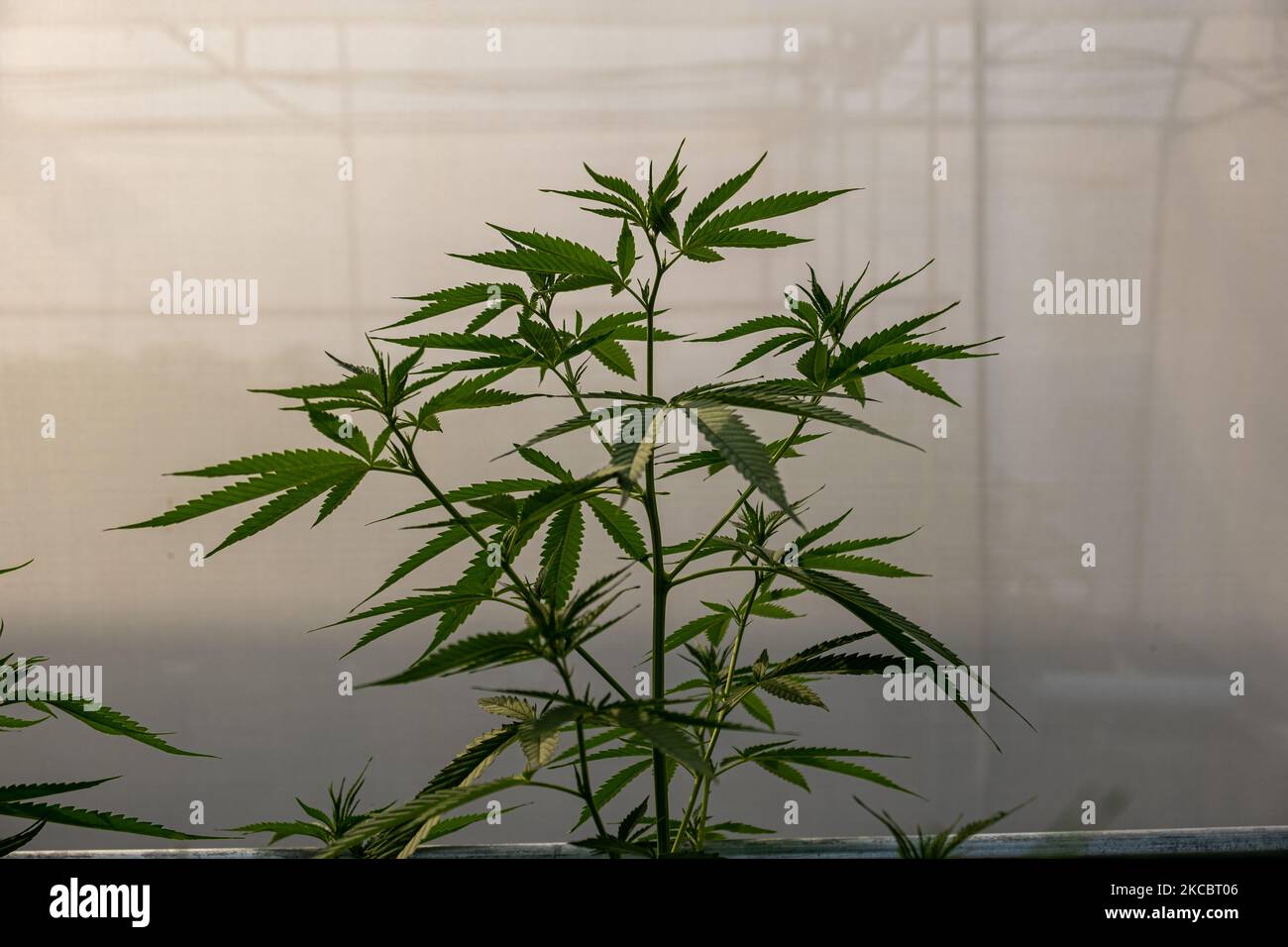 A marijuana plant on March 26, 2021 in Bangkok, Thailand. Cannabis is grown at this social enterprise under supervision of the Thai government. Thailand is moving to legalize cannabis and its derivates in the hope of becoming a global hub for medical marijuana. The government is now those who apply to grow the crop, provided they comply with FDA regulations. (Photo by Thomas De Cian/NurPhoto) Stock Photo