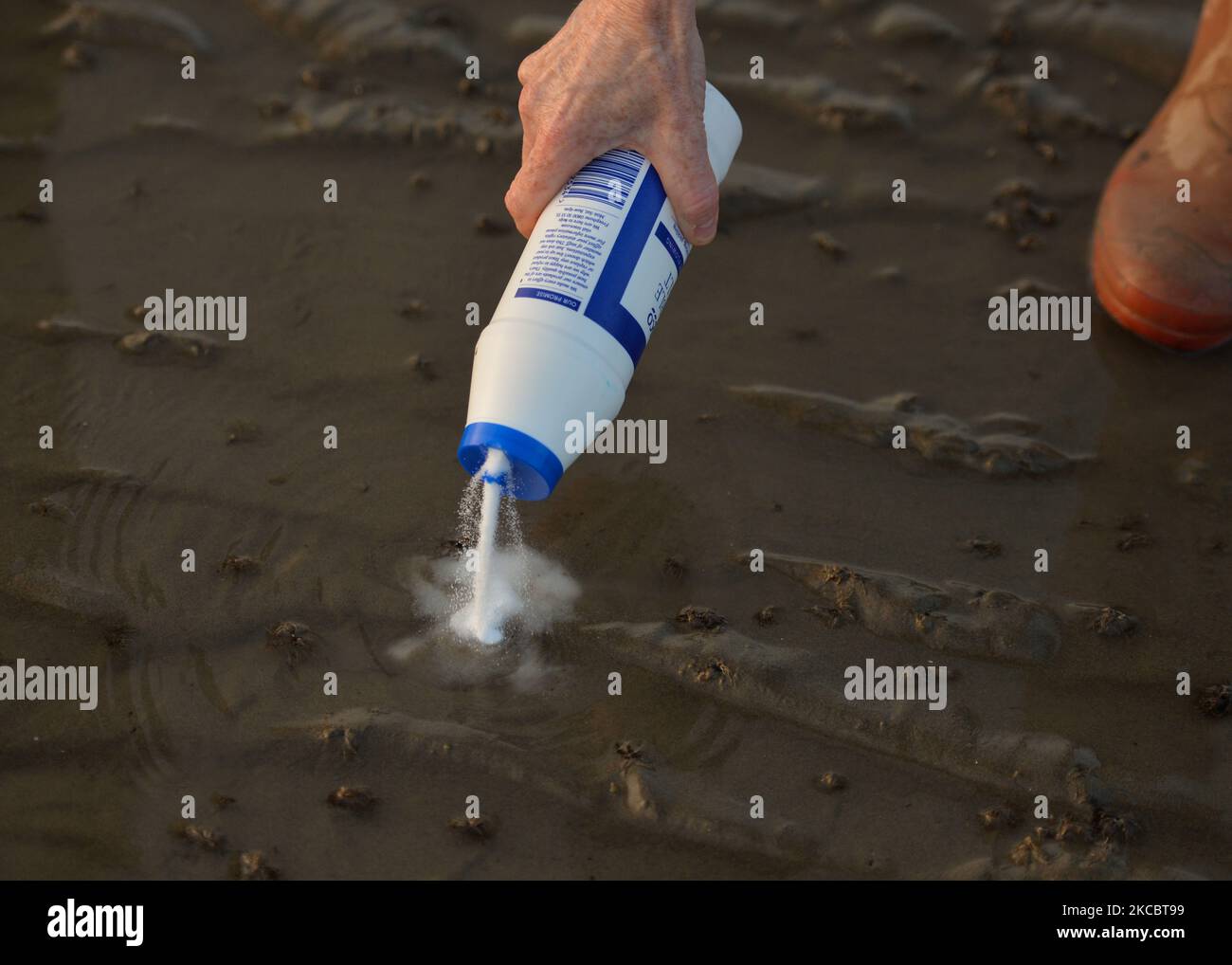 Flush clams hires stock photography and images Alamy