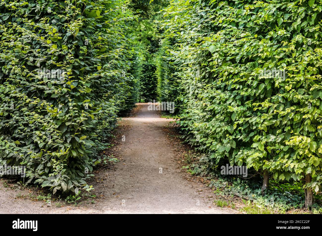 Beautiful alley in green park Stock Photo - Alamy