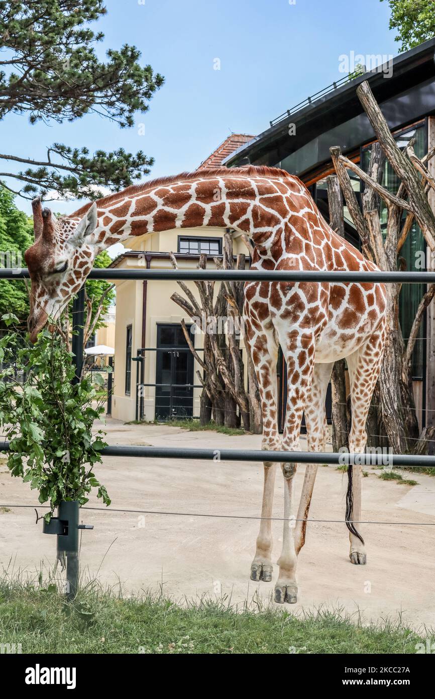 Beautiful giraffe in zoological hi-res stock photography and images - Alamy