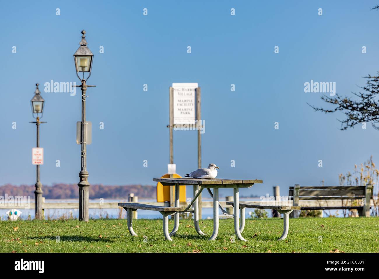 large seagull sitting on the middle of a picnic table in Sag Harbor Stock Photo