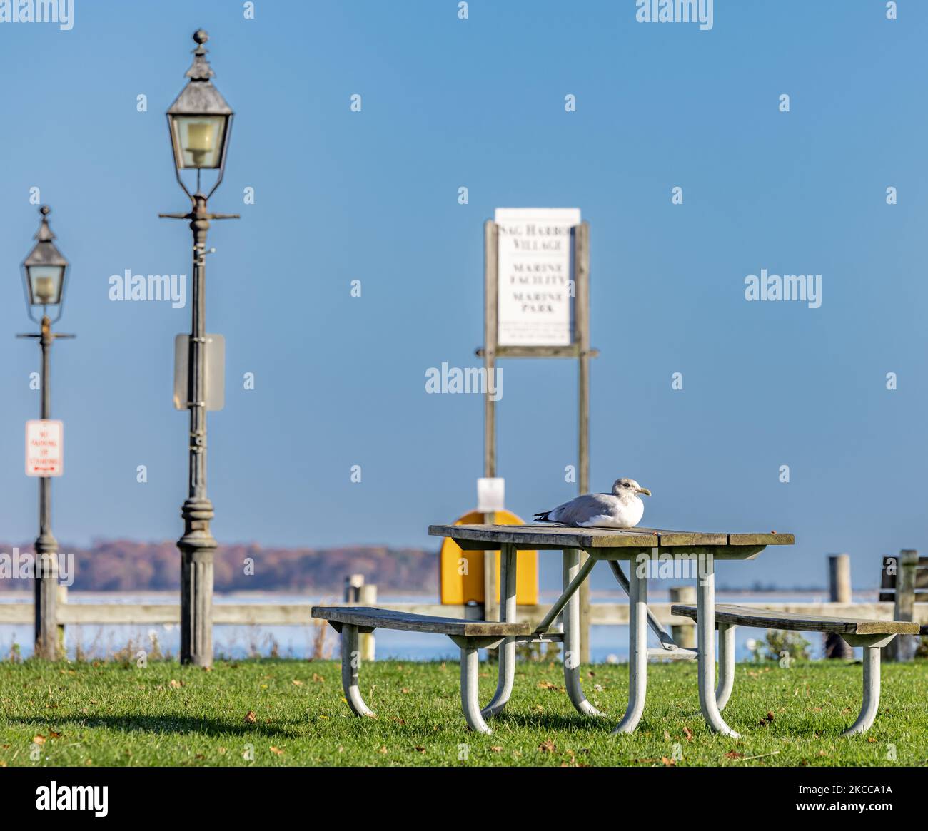 large seagull sitting on the middle of a picnic table in Sag Harbor Stock Photo