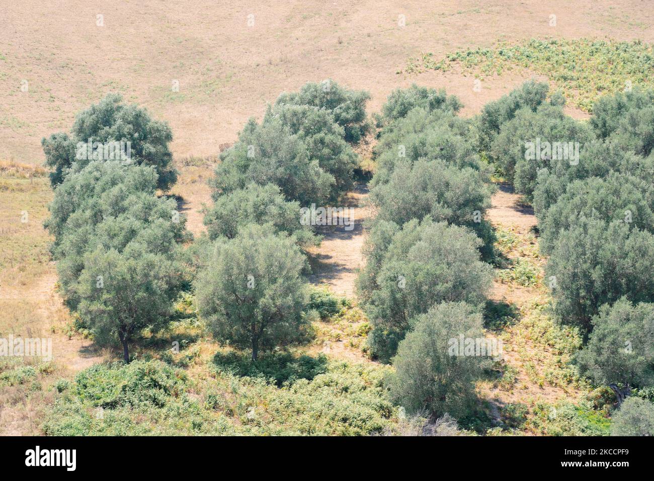 Green olive trees farmland, agricultural landscape with olives plant among hills, olive grove