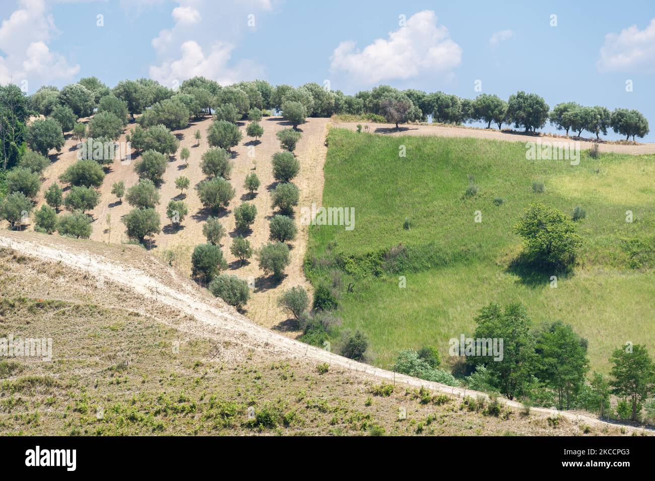 Green olive trees farmland, agricultural landscape with olives plant among hills, olive grove
