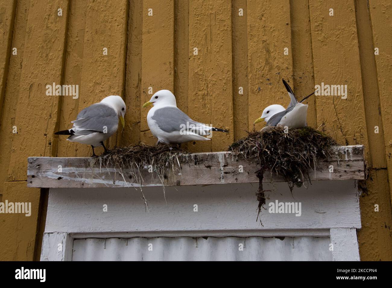 Common gull breeding on a windowsill in Nusfjord at the Lofoten islands in Nordland county in Norway. Stock Photo